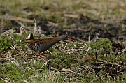 Water rail